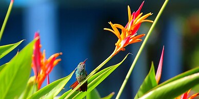 La Mansion Inn Arenal