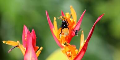 La Mansion Inn Arenal