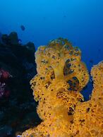 Guesthouse The 4 Fish