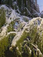 Complexe Collier D'Ambre