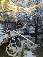 Complexe Collier D'Ambre