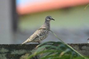 Pousada Quatro Estações