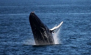 Atlantic Eyrie Lodge