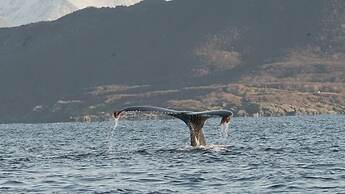 Arctic Panorama Lodge