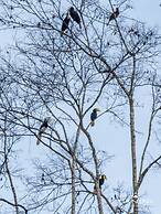 Tanini Kinabatangan (Formerly Known as Nature Lodge Kinabatangan)