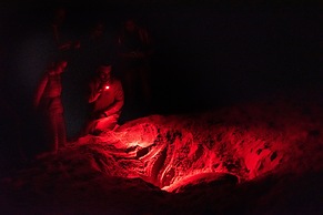 Ras Al Jinz Turtle Reserve