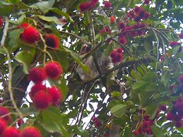 Hotel Heliconias Nature Inn & Hot Springs