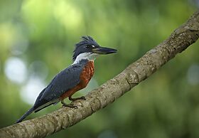 Hotel Heliconias Nature Inn & Hot Springs