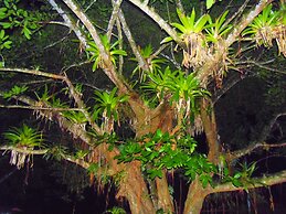 Hotel Heliconias Nature Inn & Hot Springs