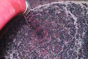 Agriturismo Salizzoni