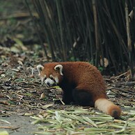 The St. Regis Chengdu
