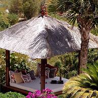Anguilla's Bird of Paradise