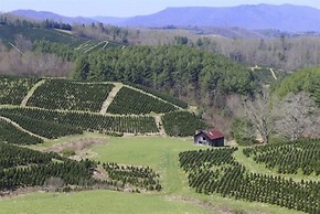 The Cabins at Healing Springs