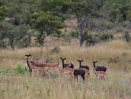 Zulu Camp at Shambala Private Game Reserve