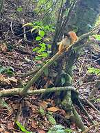 Rancho Corcovado Lodge