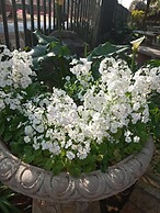 Dove's Nest Guest House