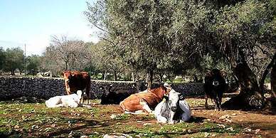 Fattoria Terra e Libertà