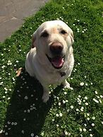 Daysy Hill Country Cottages