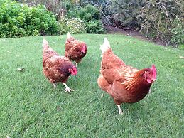 Daysy Hill Country Cottages