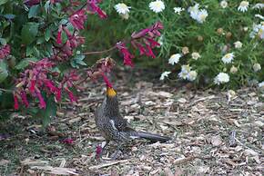 Daysy Hill Country Cottages