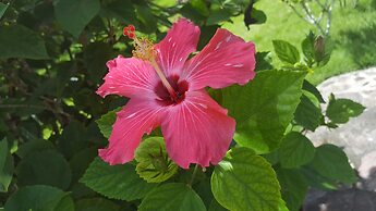 Oasis Hotel Las Terrenas