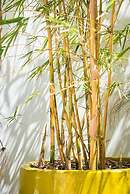 Numero Uno Beach House