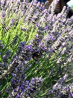 Auberge du Vin, a Tribute Portfolio Hotel, Tupungato