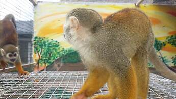 Emahlathini Guest & Monkey Farm