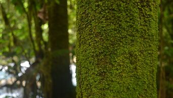 Posada Río Celeste La Amistad