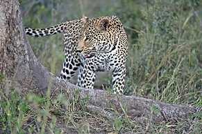 Simbavati River Lodge