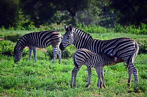 Simbavati River Lodge