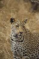 Simbavati River Lodge