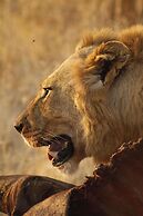 Simbavati River Lodge