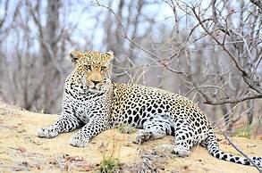 Simbavati River Lodge