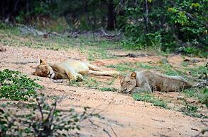 Simbavati Hilltop Lodge