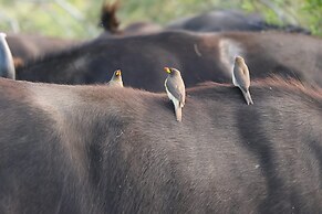 Simbavati Hilltop Lodge