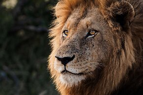 Simbavati Hilltop Lodge