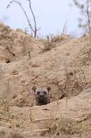 Simbavati Hilltop Lodge