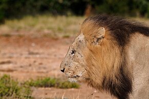 Simbavati Hilltop Lodge