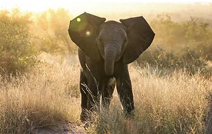 Simbavati Hilltop Lodge