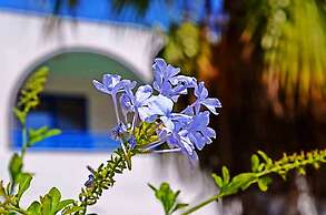 Nitsas Hotel Apartments