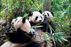 Chengdu Rising Butterfly Hotel