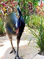 Jackaroo Treehouse Mission Beach - Hostel
