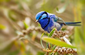 Bussells Bushland Cottages