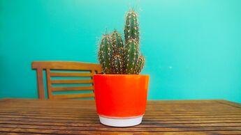 Pauline's Apartments Aruba