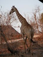 Mbizi Bush Lodge
