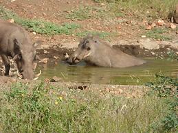 Mbizi Bush Lodge
