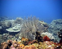 Coral Divers