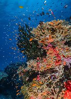 Sau Bay Resort & Spa