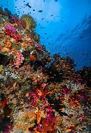 Sau Bay Resort & Spa